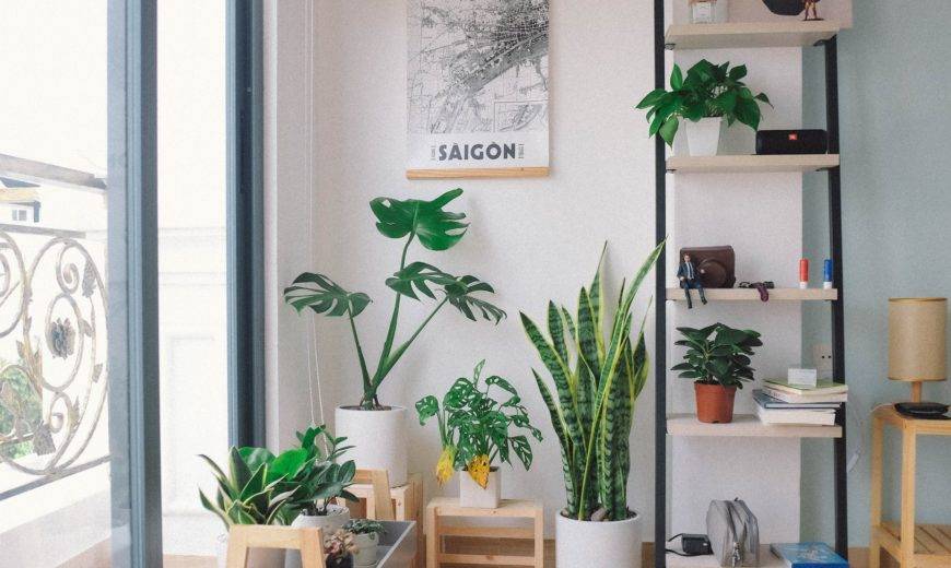 5 Common Houseplant Pests and How to Handle Them