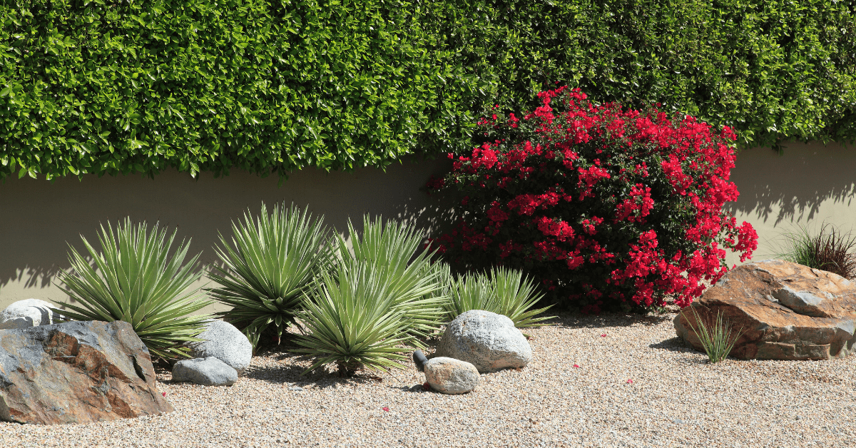 Xeriscaping plants and rocks.