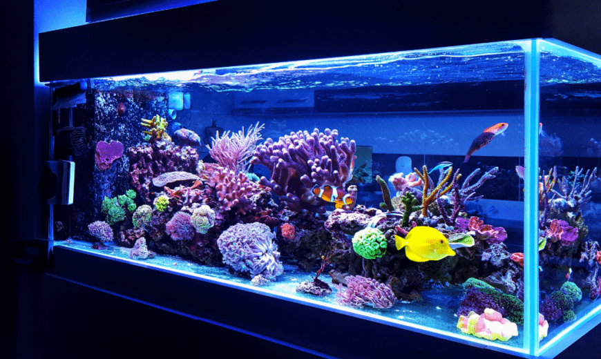 Living Room Fish Tank in the Wall - Enhance Your Home with Aquatic Elegance