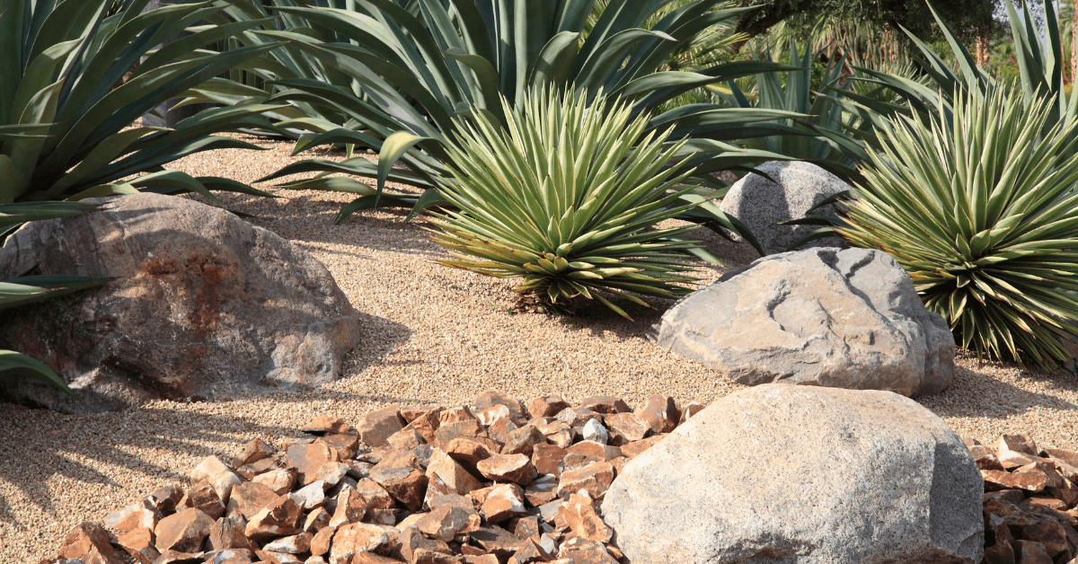 Plants and features that are for xeriscaping.