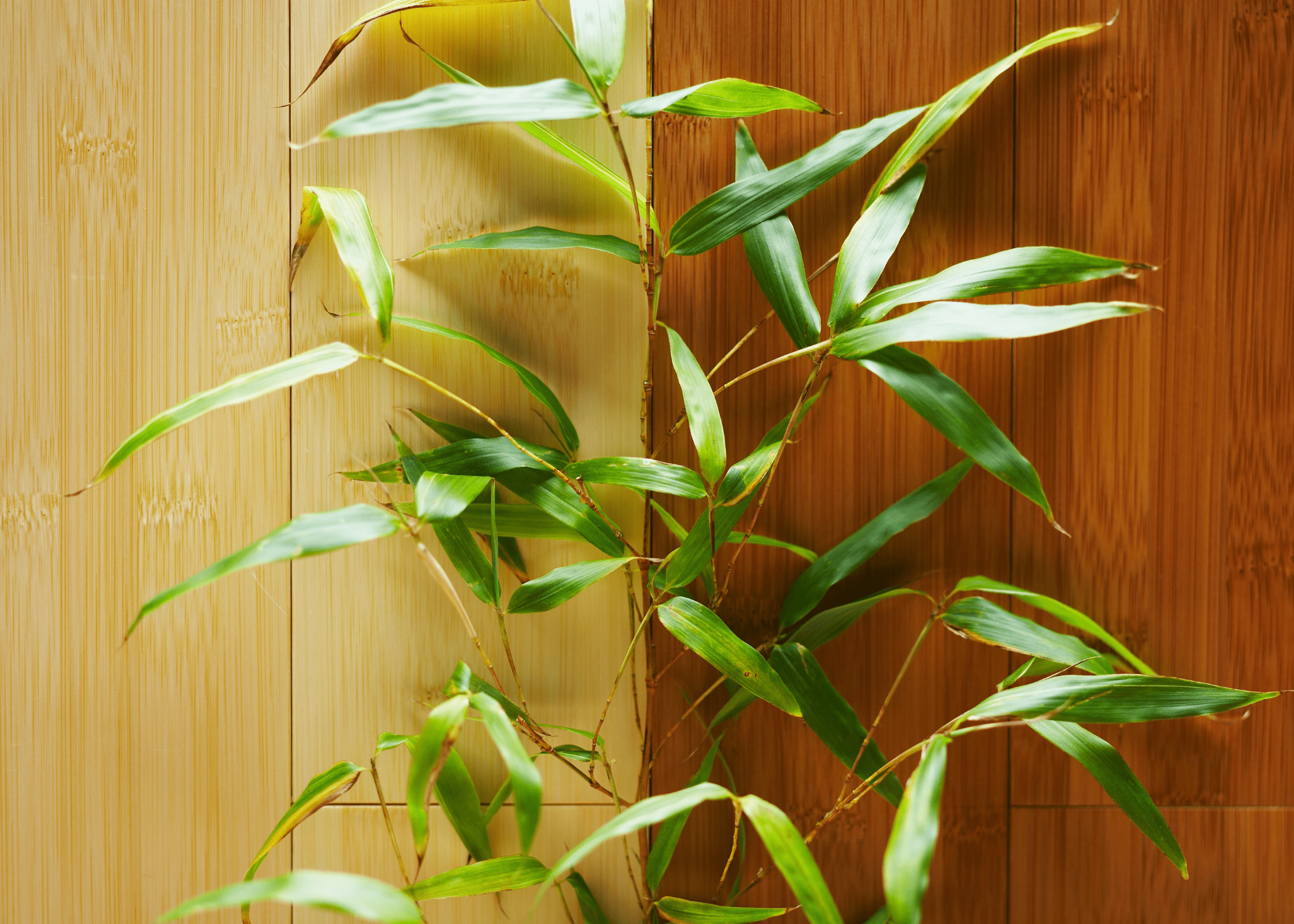 close up of bamboo floor and stem