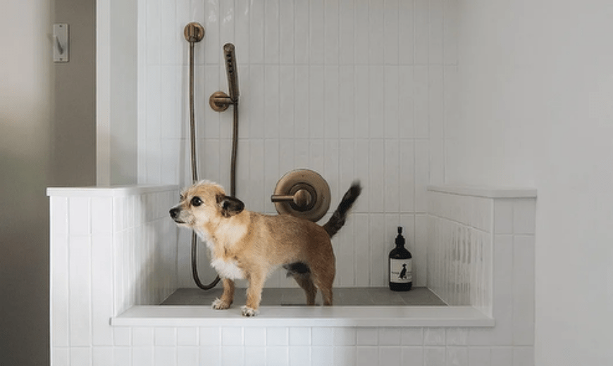 Pampered Pooches: The Rise of Built-In Dog Shower Areas in Modern Homes