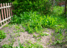 neglected yard with weeds